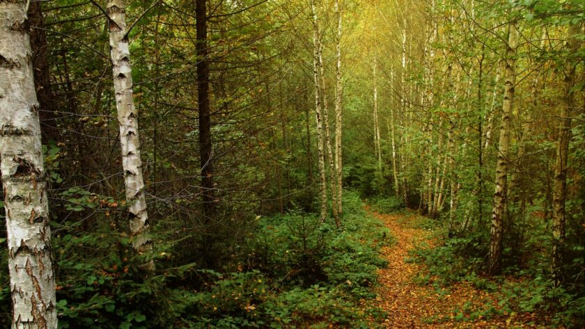 Les étapes à suivre pour devenir avocat : Guide pratique